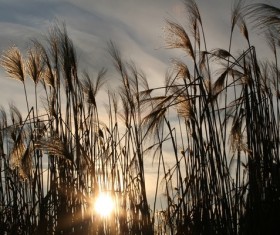 River reed Stock Photo