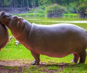 Riverside hippos Stock Photo
