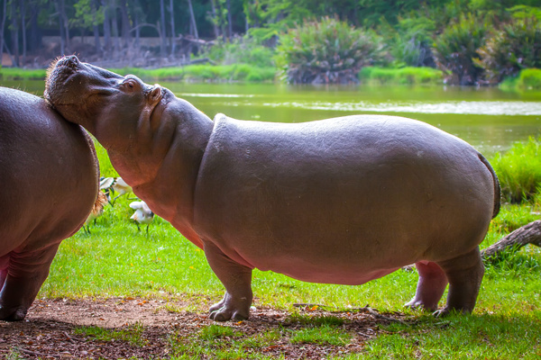 Riverside hippos Stock Photo