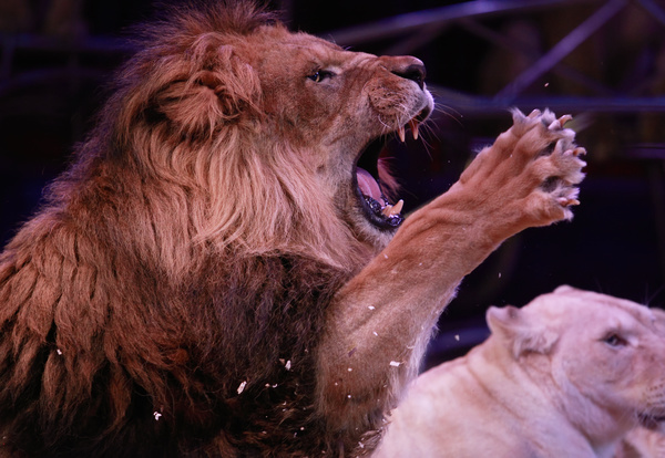Roaring lion Stock Photo