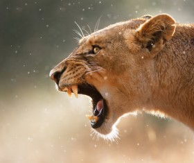 Roaring lioness HD picture