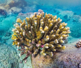 Seabed Coral Stock Photo