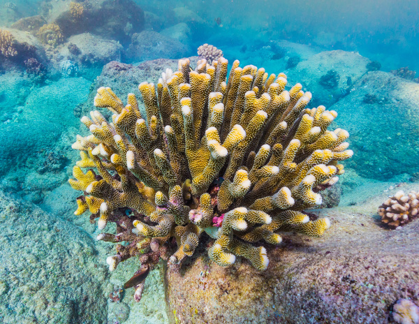 Seabed Coral Stock Photo