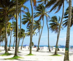 Seaside palm tree scenery Stock Photo