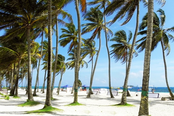 Seaside palm tree scenery Stock Photo