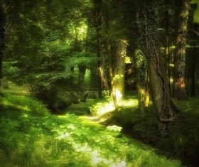 Secluded woods Stock Photo
