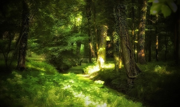 Secluded woods Stock Photo