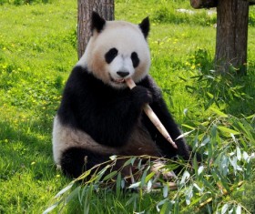 Sitting on the grass to eat bamboo shoots panda Stock Photo
