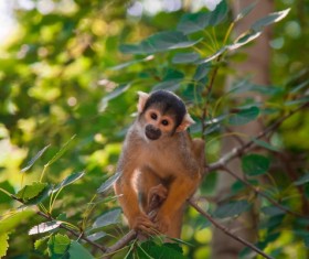 Small sapajou Stock Photo