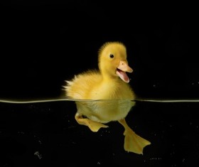 Small yellow duck swimming Stock Photo
