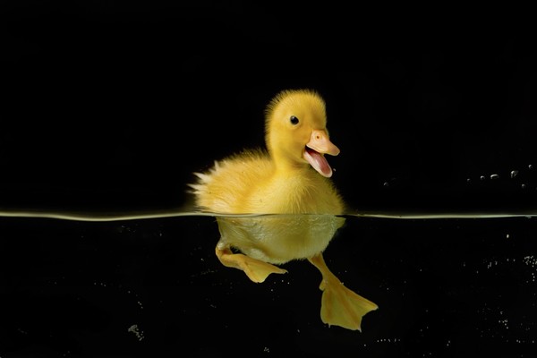 Small yellow duck swimming Stock Photo