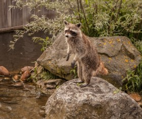 Standing little raccoon Stock Photo