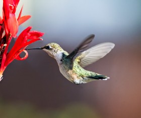 Sucking nectar hummingbirds Stock Photo