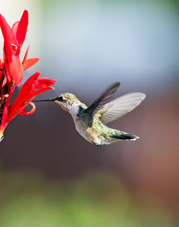 Sucking nectar hummingbirds Stock Photo