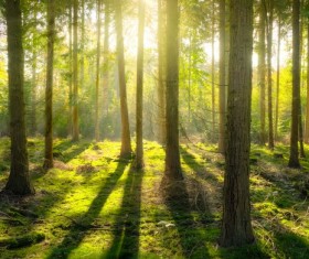 Sunlight penetrates the forest Stock Photo