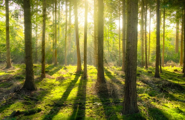 Sunlight penetrates the forest Stock Photo