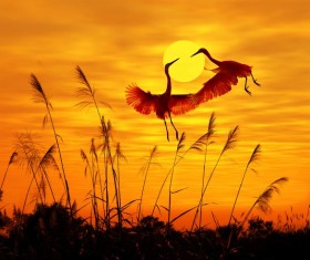 Sunset flying under the crane Stock Photo