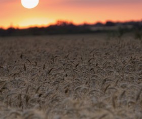Sunset under the wheat field Stock Photo