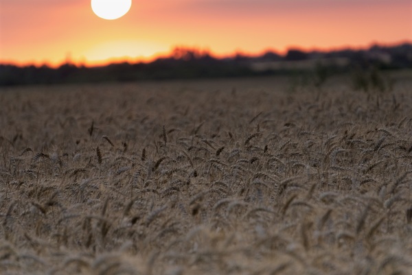 Sunset under the wheat field Stock Photo