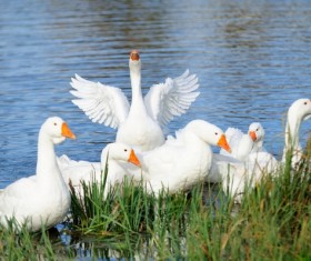 Swim the goose Stock Photo