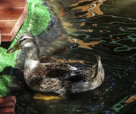 Swimming ducks Stock Photo