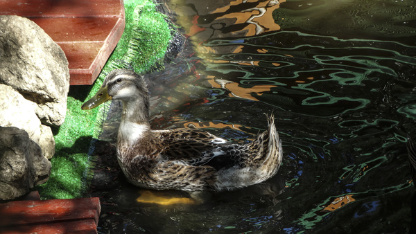 Swimming ducks Stock Photo
