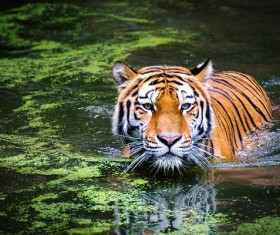 Swimming tiger Stock Photo