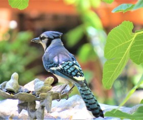 Tarsiger cyanurus Stock Photo