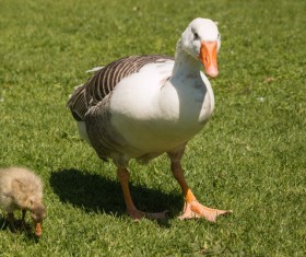 The big goose and the young goose on the farm Stock Photo