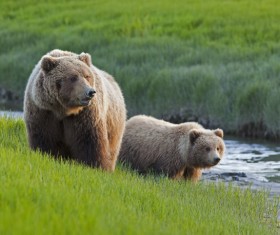 The brown bear on the beach Stock Photo