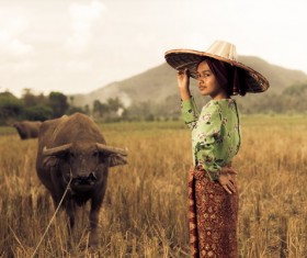 The cattle little girl Stock Photo
