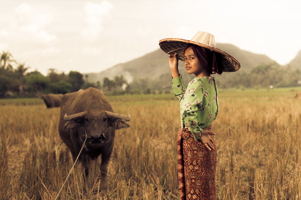 The cattle little girl Stock Photo