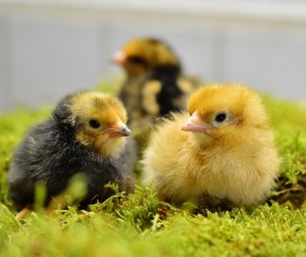 The chicks on the grass Stock Photo 02