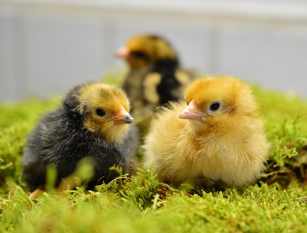 The chicks on the grass Stock Photo 02