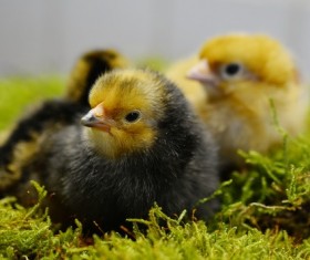 The chicks on the grass Stock Photo 03