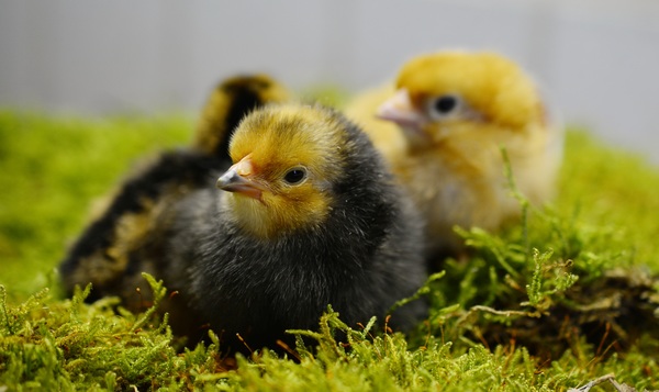 The chicks on the grass Stock Photo 03