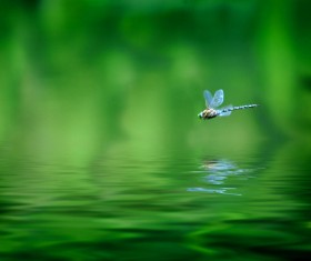 The dragonflies flying over the river Stock Photo