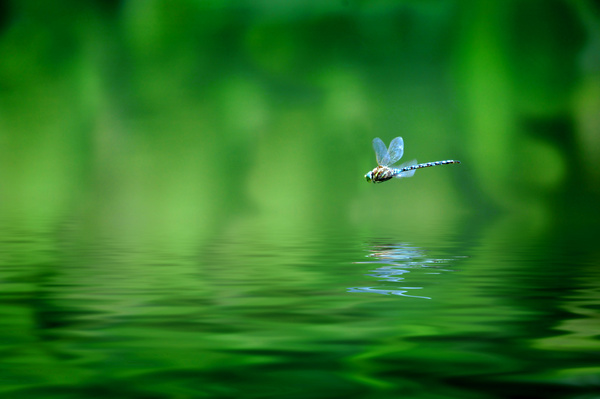 The dragonflies flying over the river Stock Photo