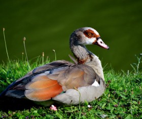 The ducks on the grass Stock Photo