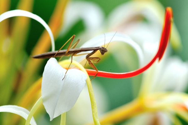 The flowers of the mantis Stock Photo