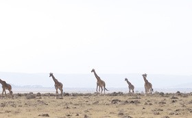 The giraffe on the prairie Stock Photo 01