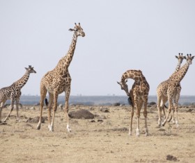 The giraffe on the prairie Stock Photo 02