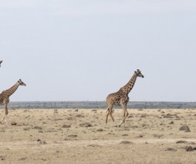 The giraffe on the prairie Stock Photo 03