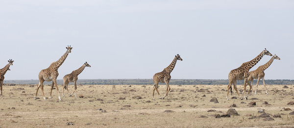 The giraffe on the prairie Stock Photo 03