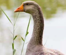 The goose River Stock Photo