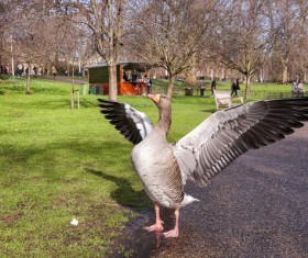 The gray goose in the park Stock Photo