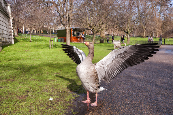 The gray goose in the park Stock Photo