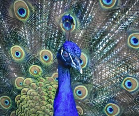 The peacock spreads its tail feathers Stock Photo