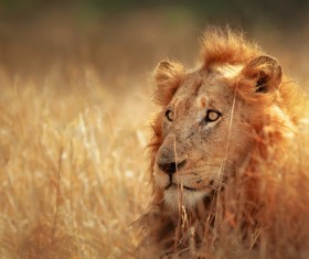 The public lion in the grass HD picture