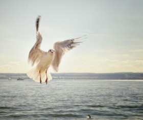 The seagulls flying in the sky Stock Photo
